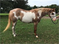 Zips Painted Star 2014 Red Roan Overo APHA Mare