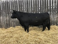 Purebred Charolais Bred Cow