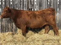 Purebred Charolais Bred Cow