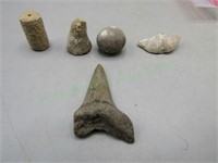 Unique ancient fossils from Ohio excavation!