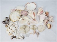 Large Lot of Seashells