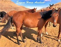 HickoryWipperSnapper-Yearling-14HH-Filly-AQHA