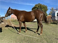 Cats Red Rose-3yr-13.3HH- FIlly