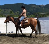RS PEARLY JULES-3yr-14.2-Mare-AQHA