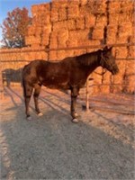 Rosie-16yr-15HH-Mare