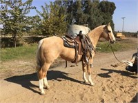 JDs Special Gold Bee-7yr-15HH-Mare-APHA