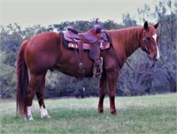 Juice This WR-6yr-14.3HH-Gelding