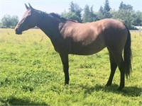 MISS PEPPY BLUES-2yr-15.1HH-Mare