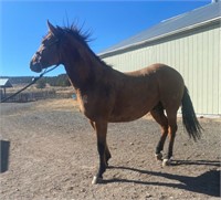 Frosted Command-2yr-14.2-Gelding-AQHA