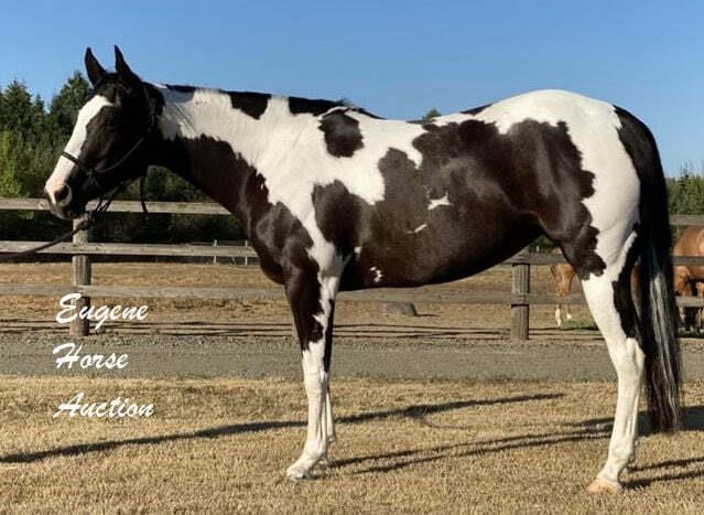 November Horse Auction