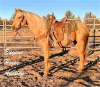 Cisco-5yr-15HH-Gelding