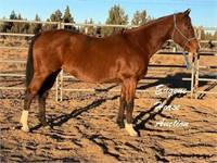 Storms Meow-13yr-15.2HH-Mare