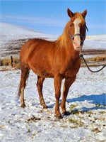 Willow-9yr-14.1HH-Mare