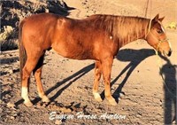 Dry Painted Doc-14yr-15HH-Gelding