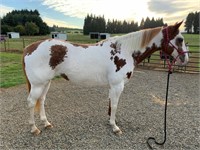 RWS YOUNG TEXAS GAL-11yr-14.3HH-Mare-APHA
