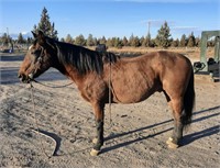 Gumpster-Smooth Mouth-14.2HH-Gelding