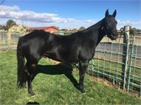 Kit-4yr-14.3HH-Mare