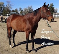 Docs Sweetest Sonny-17yr-15HH-Mare