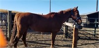 Chance-Smooth Mouth-15.3HH-Gelding