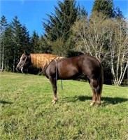 Continental Chery To-12yr-14.3HH-Mare