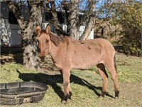 Peaches-Smooth Mouth-14.2HH-Mare