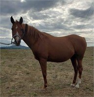 Signifys Isis-19yr-14.3HH-Mare-AHR