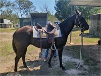 "Snazzy Acres" 2010 QH Mare A3-501