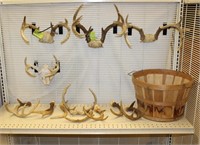 5 Antler Sets & 7 Individual Antlers w/Basket
