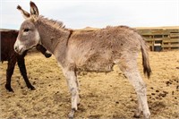 Custer State Park Burro Auction