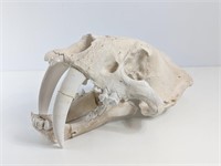 Saber-Toothed Tiger Skull Replica