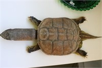 Taxidermy Turtle