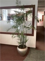 Grande plante avec pot. 7 pieds