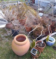 Variety of outdoor plants