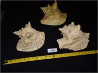 (3) Conch Shells