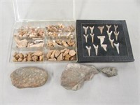 Display of Sharks teeth and fossils