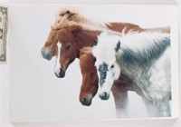 Original Photograph  Horses of Iceland