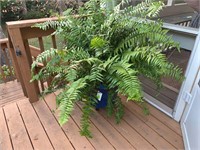 LARGE POTTED LIVE FERN