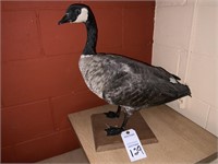 1993 Taxidermy Canadian Gray Goose