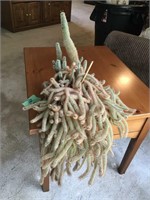 live cactus plant
