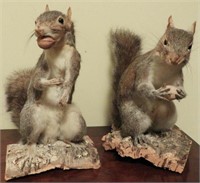 Pair of squirrels