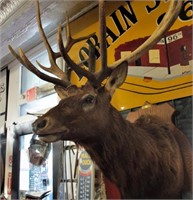 Missouri Elk mount