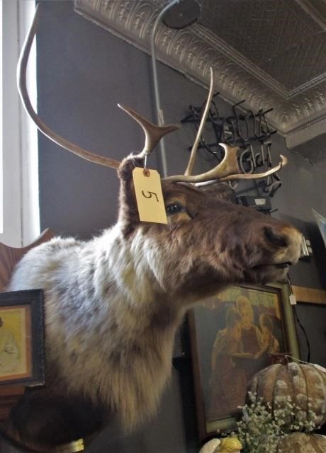 TAXIDERMY AND COLLECTIBLES