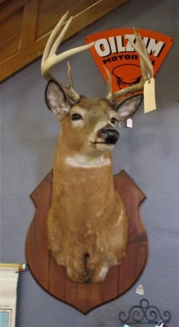 TAXIDERMY AND COLLECTIBLES