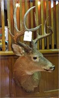 Ohio White Tail Deer mount