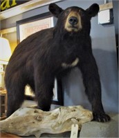 Black Bear mount
