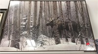 Framed Winter Moose Among the Aspen by Stephen