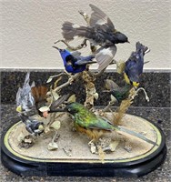 Taxidermy Bird Diorama Display