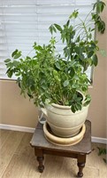 Live Potted Plant, Wooden Stand/ Stool