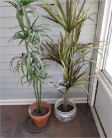 2-Bamboo Plants w/ Pots