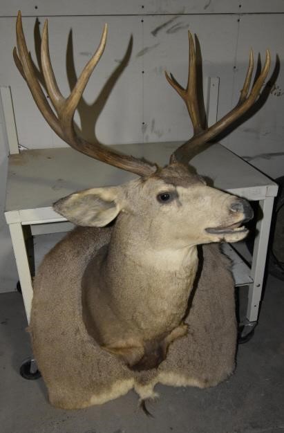 Bighorn County Online Auction